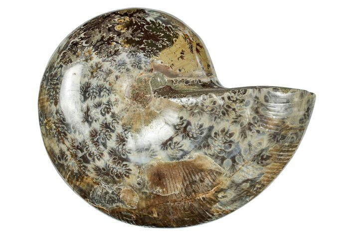 Polished Ammonite (Phylloceras?) Fossil - Madagascar #262114